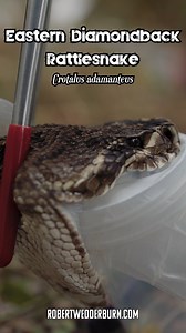 33K views · 634 reactions | Eastern Diamondback Rattlesnake | Robert Wedderburn Productions | Facebook