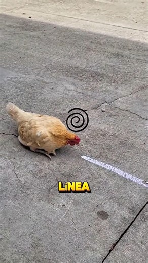 How to hypnotize a chicken with a single line 🐔