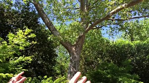 The Mexican sycamore is a wonderful shade tree that is fast and large-growing that does extremely well in North Texas conditions. Learn more about it with Dave Forehand, VP of gardens! | Dallas Arboretum and Botanical Garden