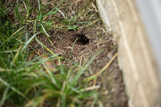 Here’s How To Identify What Animal Is Digging Holes In Your Yard
