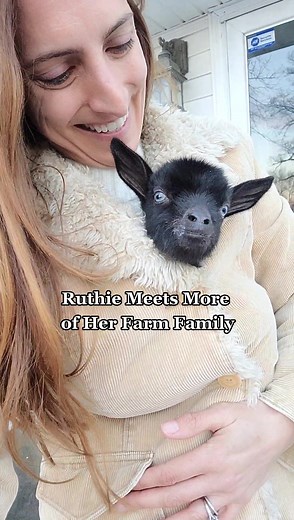 Baby Goat Ruthie Explores the Farm