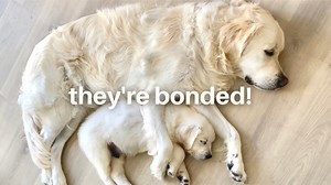 743K views · 18K reactions | Leo and Louie are inseparable! Their bond is so special and we've loved watching it getting stronger. These two do nearly everything together. Watch today's video to see their top five favorite past times! | Leo the Cream | Facebook