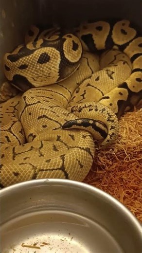 Breeding Success! 👀 Lemonblast OD × OD Pastel Chocolate LOCK