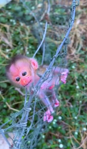 A tiny monkeys grumpy face, but its cuteness makes up for it! #fypシ゚viralシ #reel #monkey #reels #fypviralシ #Animals​ #monkeylily #BMW | Monkey Reels | Facebook