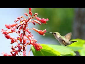 NC Native Plant Pick: Red Buckeye