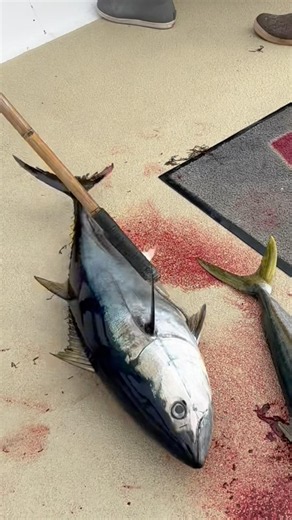 Excellent Kelp Patty Fishing on Pacific Voyager! Bluefin Tuna & 60 Yellowtail 🎣🔥