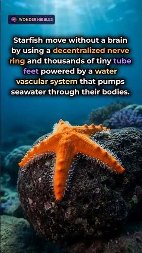 How Starfish Moves Without a Brain
