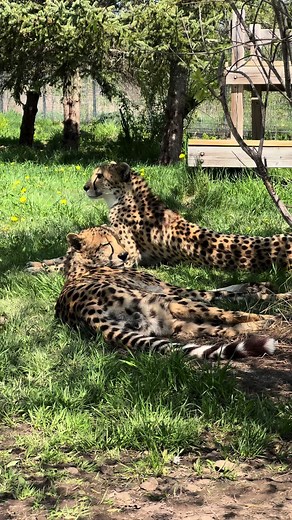 It’s Endangered Species Day! The Wildcat Sanctuary is home to a number of endangered species, including the lions, tigers, leopards, and cheetahs seen in this video 🐅🦁🐆. There is an important distinction to be made between the endangered status of cats in the wild versus those in captivity. Cats in the wild are endangered, those in captivity are NOT endangered . In fact, there is an overpopulation of cats outside of accredited sanctuaries and zoos. These cats and our rescues have ZERO conserv