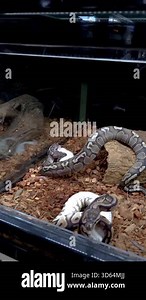 A ball python is searching for the best position to swallow a white rat.