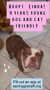 ADOPT Linda! 4 years young, so 28 human years. Dental office...