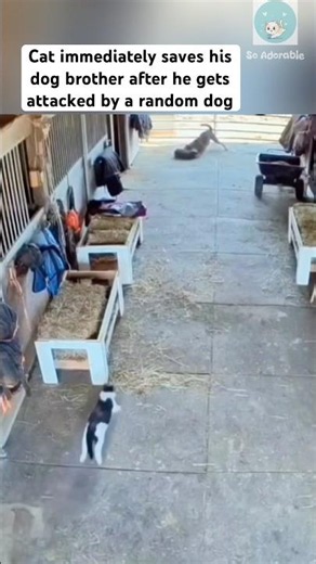 Cat protects his family at all cost 🥰 #cat