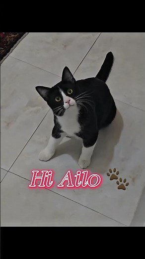 Cat Says “Hello” Back to Its Owner #cat #kitten#گربه