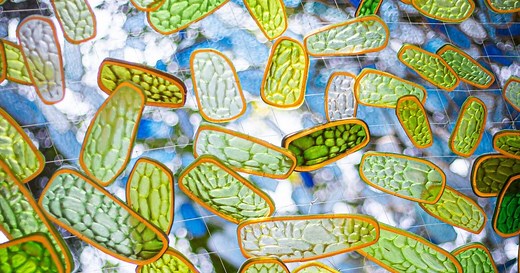 John Grade's mesmerizing sculpture at the Arboretum meshes art and nature