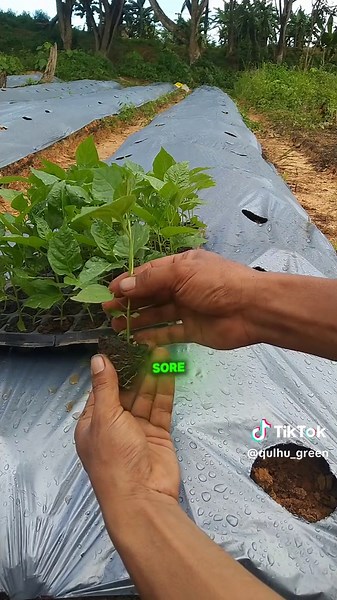 Alhamdulillah teman teman hari ini kita pindah tanam cabe kita nih #petanimuda #berkebun #cabe