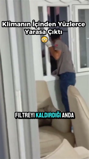 Klimanın İçinden Yüzlerce Yarasa Çıktı 😳