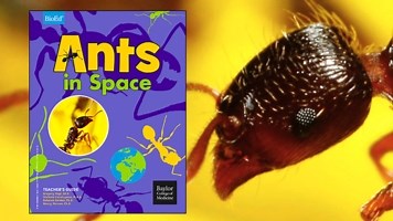 Ants in Space