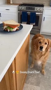 🐶🍔 Sneaky Snack Thief When a cute dog tries to steal food… those innocent eyes say “I didn’t do it!” 😂💖 #CuteDog #FoodStealer #FunnyPets #DogLife #PetComedy AdorableDogs | Pawfect Vibe