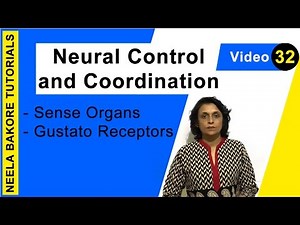 Neural Control and Coordination | NEET | Sense Organs - Gustato Receptors | Neela Bakore Tutorials