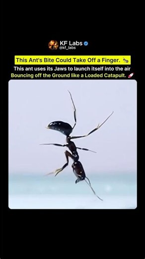 The Ant That Uses Its Mouth to Fly 🐜