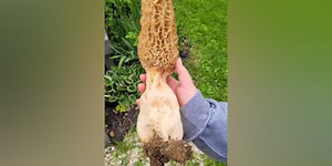 Indiana woman finds giant morel mushrooms