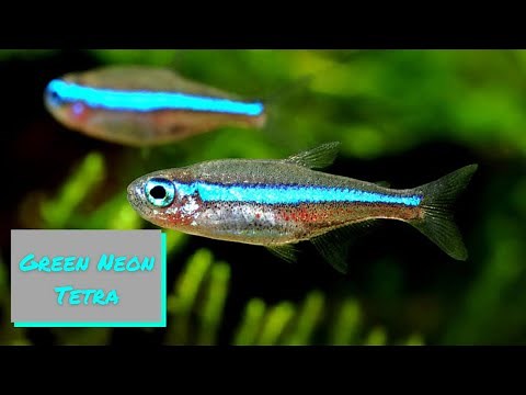 Green Neon Tetra - Profile and Care Guide