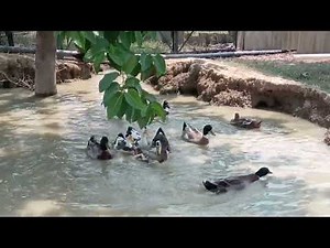 Duck Farming - How to Start a Business Duck Farm - Raising Ducks for Eggs and Meat
