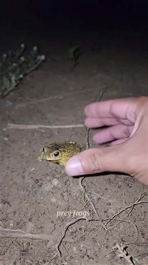 Boing catch frogs funny - froggy catch #shortvideo #frog #funny #fypシ #shorts #1