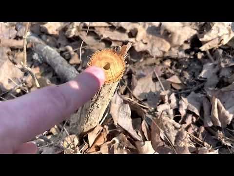 Best way to remove/kill honeysuckle