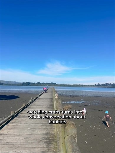 The estuary gives us the kind of learning you can’t plan. One minute we’re counting shells, the next we’re talking about habitats, predators, and why crabs choose certain hiding spots. It’s messy, hands-on, and completely led by what the kids notice. This is why we learn outside. Because when kids are interested, everything sticks. And because curiosity shows up more easily when there’s space to breathe. If this is your kind of learning, you’re in the right place 💛🌿 #WildschoolingNZ #NatureBas