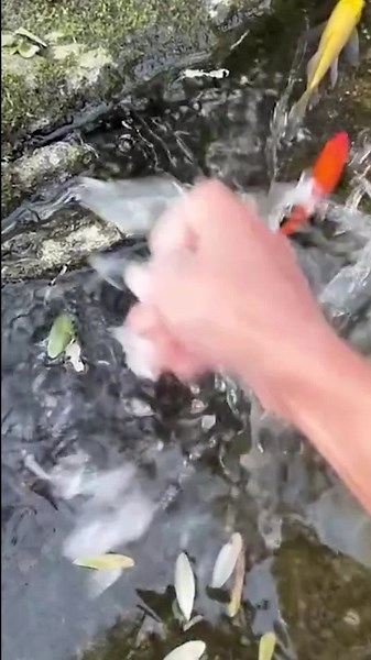 Incredible Fish Encounters and Catching Techniques