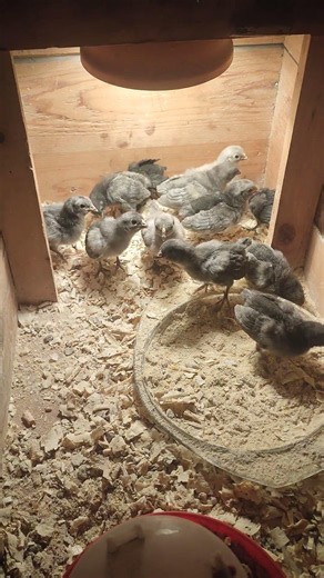 1 week old rosecomb bantam chicks