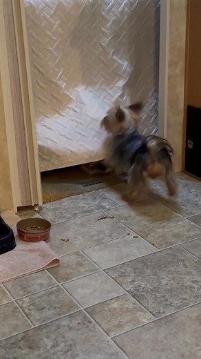 Monroe and Izzy going at it | Dave Fetter
