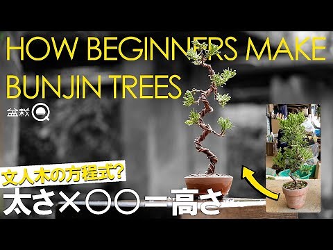 How to make bunjin bonsai for beginners [Bonsai Q]