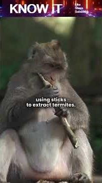 What is Primate Archaeology?