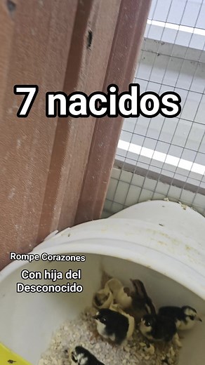 Mi Arte De Castar | Castadero Aponte