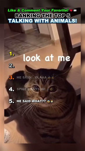 Ranking The TOP 5 Funniest Talkings with Animals 🐱😂 #funny #animals #shorts #viral
