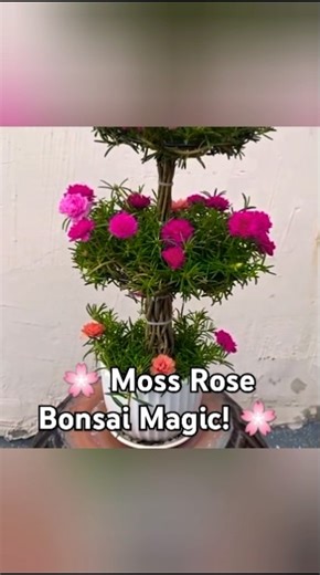 Moss Rose Bonsai 🌸 | Ek Pot Me Multicolour Flowers | Easy DIY #shorts #ourplants #bonsai #plants