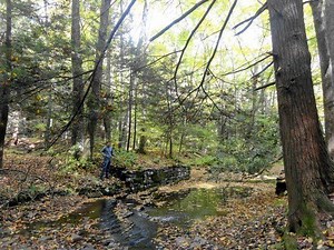 Savage River State Forest - Alchetron, the free social encyclopedia