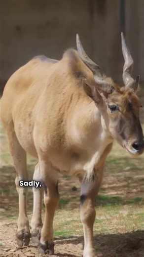 The Alien Antelope You’ve Never Seen Before! 🦌👽