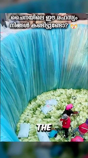 Underground Cabbage Storage! ചൈനയിലെ ഈ രഹസ്യം നിങ്ങൾ കണ്ടിട്ടുണ്ടോ? 🤯 | Smart or Scam? #science #malayalam #technology #farming | FACT RUSH Malayalam