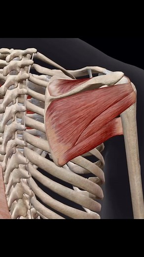 Bradley Blair Osteopath on Instagram: "Rotator cuff In the human body, the rotator cuff is a functional anatomical unit located in the upper extremity. Its function is related to the glenohumeral joint, where the muscles of the cuff function both as the executors of the movements of the joint and the stabilisation of the joint as well. Injuries of the rotator cuff interfere with the function of the glenohumeral joint and correspond with inability to perform the movements associated with this joi