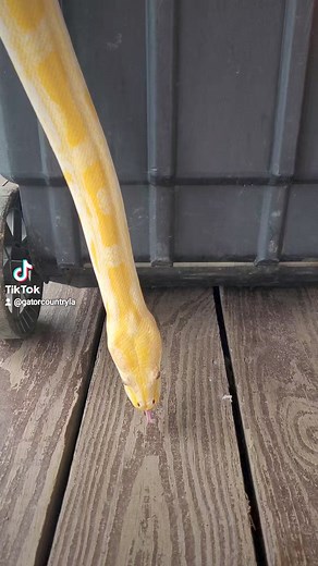 Don't be scared. She's just a snake and her beauty will hypnotize you🐍🐍🐍 Natchitoches Alligator Park #gatorcountryla #ExploreCaneRiver #fypシ #natchitoches #lifestyle #fyp #neworleans #natchitocheslouisiana #fun #reptiles #summer #Louisiana | Natchitoches Alligator Park