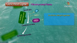 1.2K views · 13 reactions | The citric acid cycle (CAC) – also known...