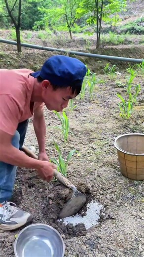 Is It Time Yet? The Ultimate Guide to Corn Fertilization