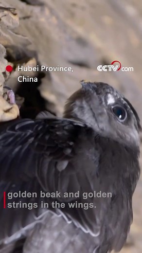 The Himalayan swiftlet got its Chinese name from its short, golden beak and golden strings in the wings. It builds its nest on the dark cave wall. To avoid a collision, the swiftlet will make high-pitched, continuous calls and use its ears to receive information in the echoes, so as to assess the structure of the cave and find its nest. #AnimalAdventure For more: https://english.cctv.com/ | CCTV
