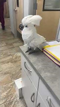 Umbrella Cockatoo Sings and Dances on Countertop - 1510598-1