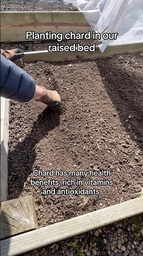 Planting chard, a colourful vegetable rich in vitamins and antioxidants!