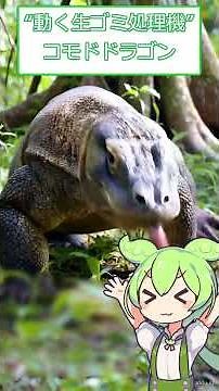 「本物のドラゴン【コモドドラゴン】 #雑学#ずんだもん #解説