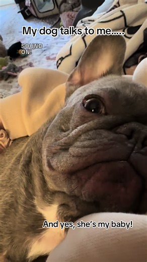 Understanding Your Dog's Communication