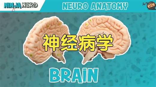 Ninja Nerd: 神经病学 Neurology